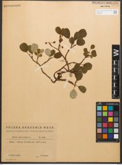 Foto von Salix reticulata L.